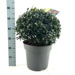 Ilex meserv. Blue Maid, bol