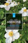 Anemone hyb. 'Honorine Jobert'