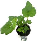 Anemone hyb. 'Honorine Jobert'