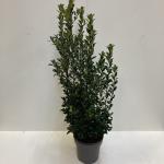 Ilex meserv. Blue Maid