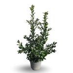 Ilex meserv. Blue Maid