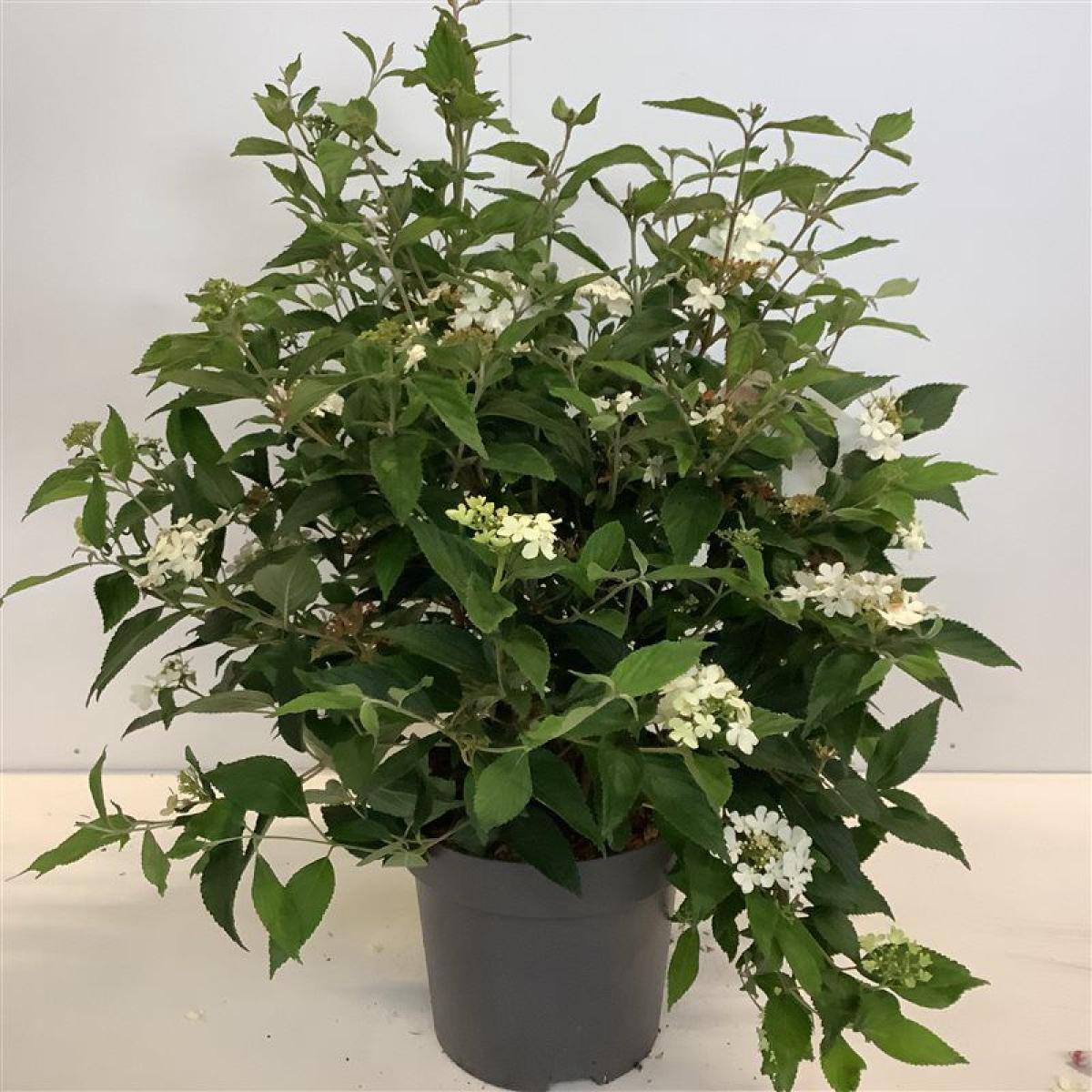 Viburnum plic. 'Watanabe'