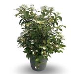 Viburnum plic. 'Watanabe'
