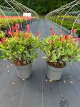 Photinia fraseri Pink Marble