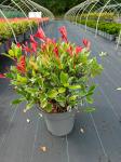 Photinia fraseri Pink Marble