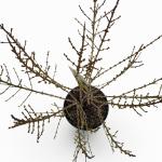 Forsythia int. Mikador