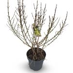 Forsythia int. Mikador