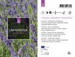 Lavandula ang. 'Hidcote'