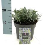 Lavandula ang. 'Hidcote'
