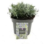 Lavandula ang. 'Hidcote'