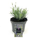 Lavandula ang. 'Hidcote'