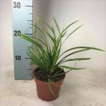 Carex morrowii 'Ice Dance'