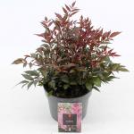 Astilbe (A) 'Smile At Me'