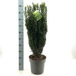 Ilex crenata 'Fastigiata'