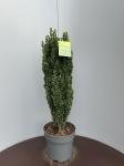 Ilex crenata 'Fastigiata'