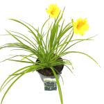 Hemerocallis 'Stella de Oro'