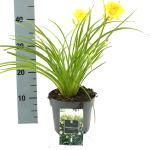 Hemerocallis 'Stella de Oro'