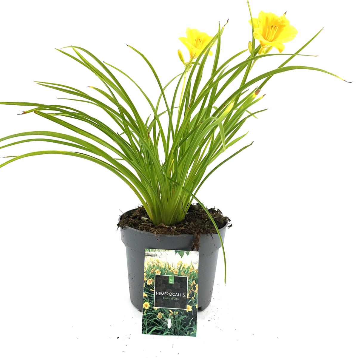Hemerocallis 'Stella de Oro'
