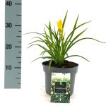 Hemerocallis 'Stella de Oro'