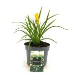 Hemerocallis 'Stella de Oro'