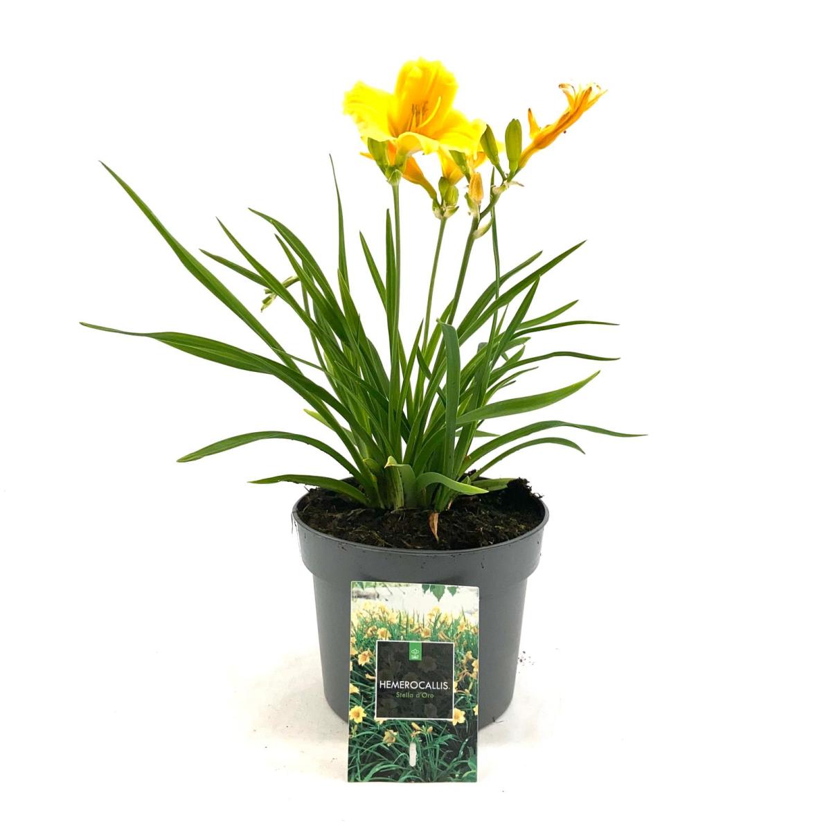 Hemerocallis 'Stella de Oro'