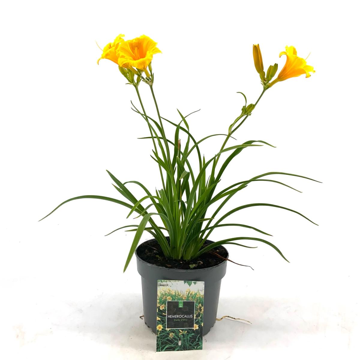 Hemerocallis 'Stella de Oro'