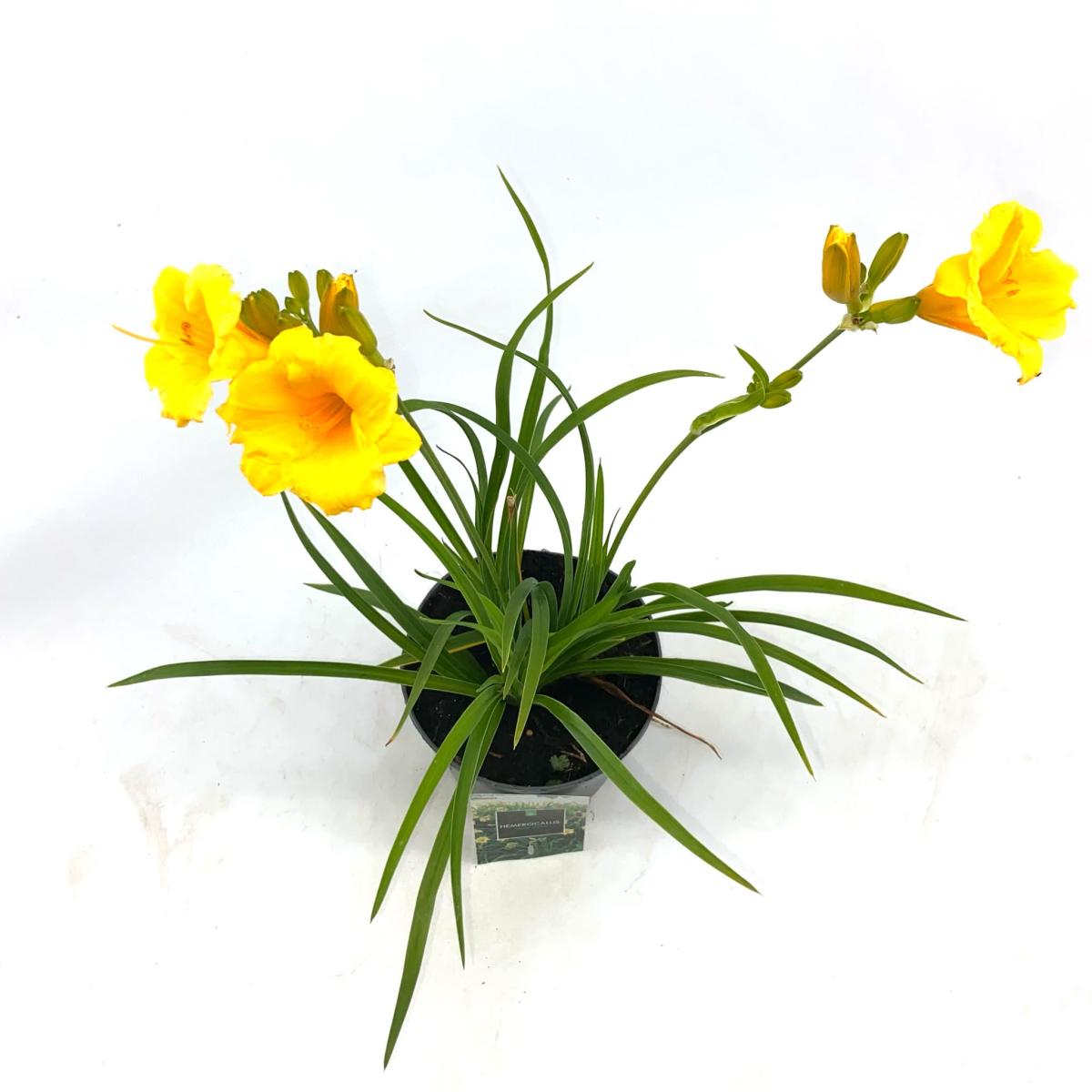 Hemerocallis 'Stella de Oro'