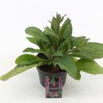 Digitalis 'Pink Panther'