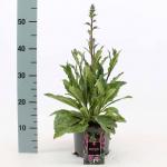 Digitalis 'Pink Panther'