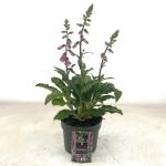 Digitalis 'Pink Panther'