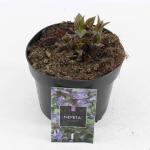 Nepeta nervosa Neptune