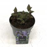 Nepeta nervosa Neptune