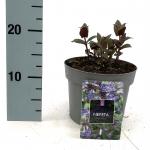 Nepeta nervosa Neptune