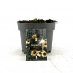 Echinacea 'Mellow Yellows'