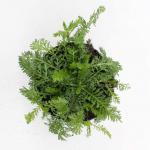 Achillea m. Milly Rock Rose