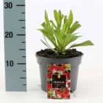 Helenium 'Moerheim Beauty'