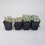 Sedum spathulifolium 'Cape Blanco'