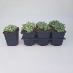 Sedum spathulifolium 'Cape Blanco'