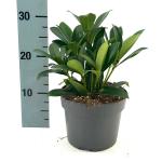 Skimmia j. 'Rubella'