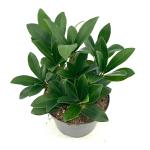 Skimmia j. 'Rubella'