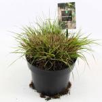 Pennisetum al. 'Hameln'