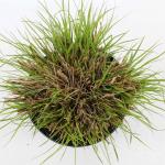 Pennisetum al. 'Hameln'