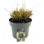 Pennisetum al. 'Hameln'