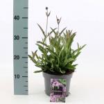 Verbena rigida