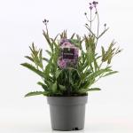 Verbena rigida