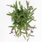 Verbena rigida