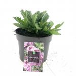 Verbena rigida