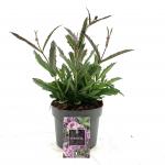 Verbena rigida