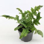 Echinops ritro