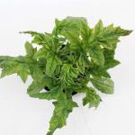 Echinops ritro